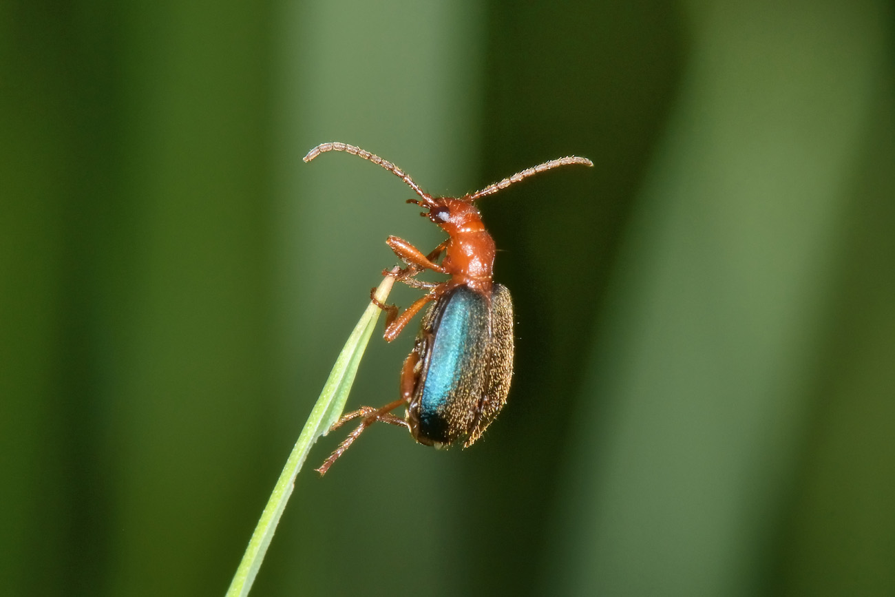 Carabidae:  Brachinus explodens